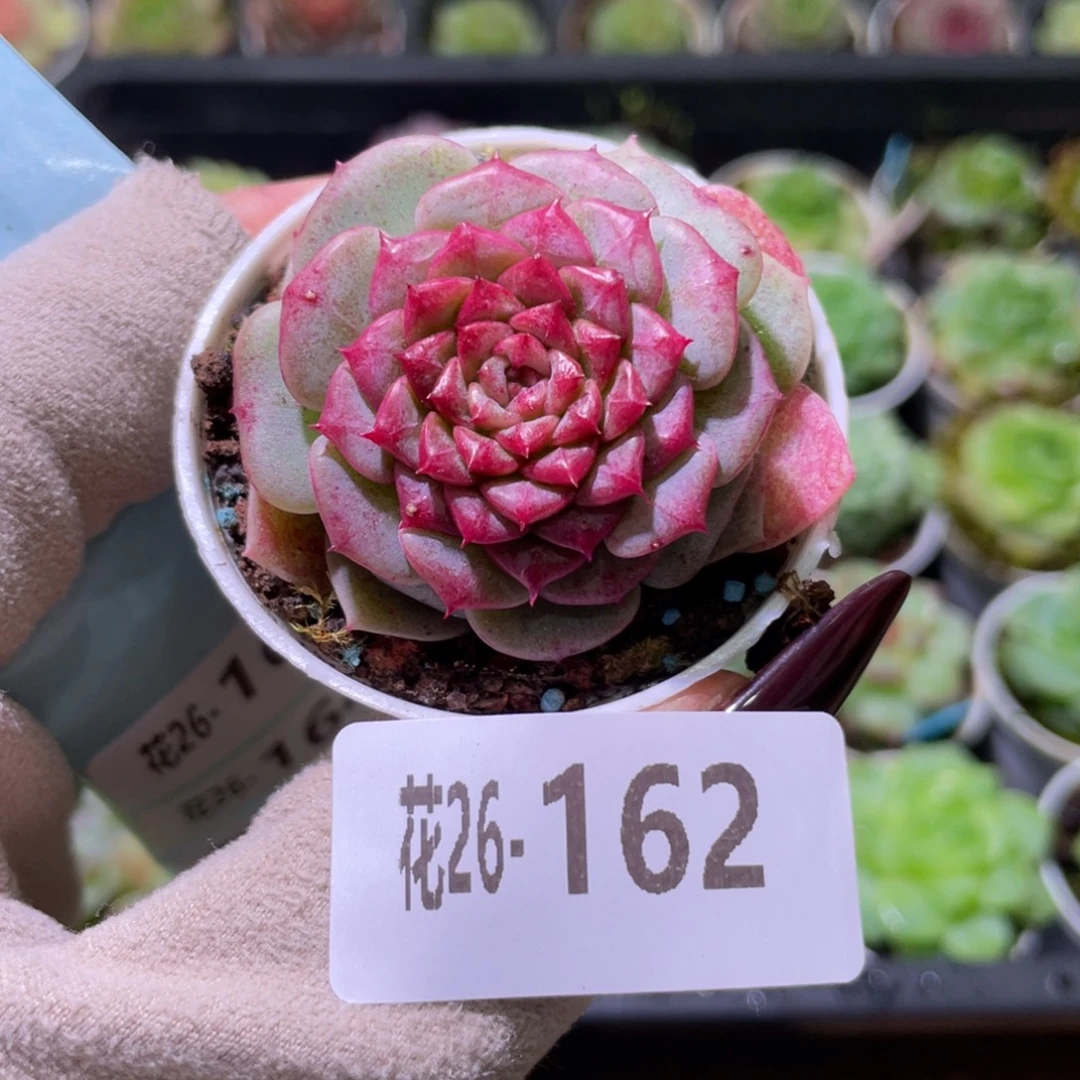 花利美26-162落霞