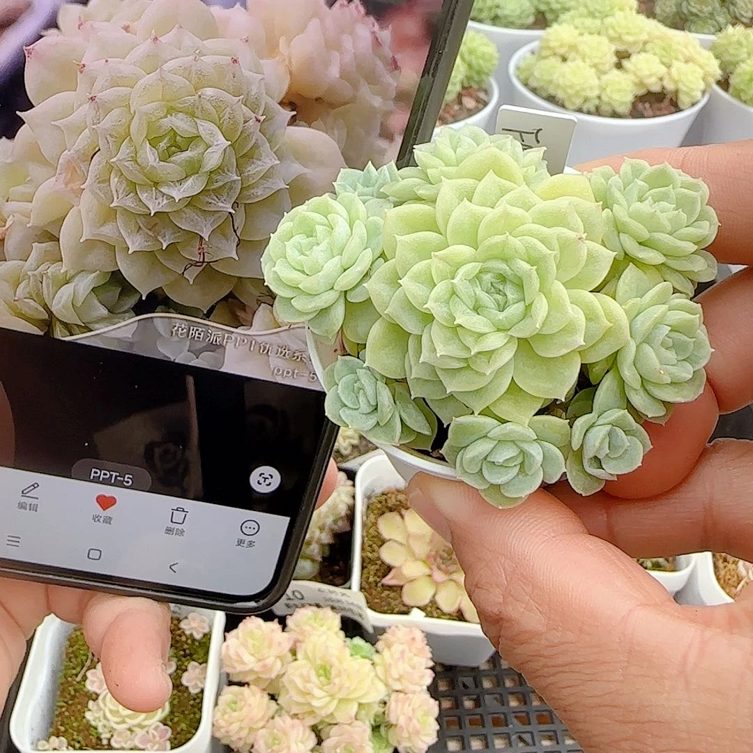 【闪购商品】1014-16（ppt-5）