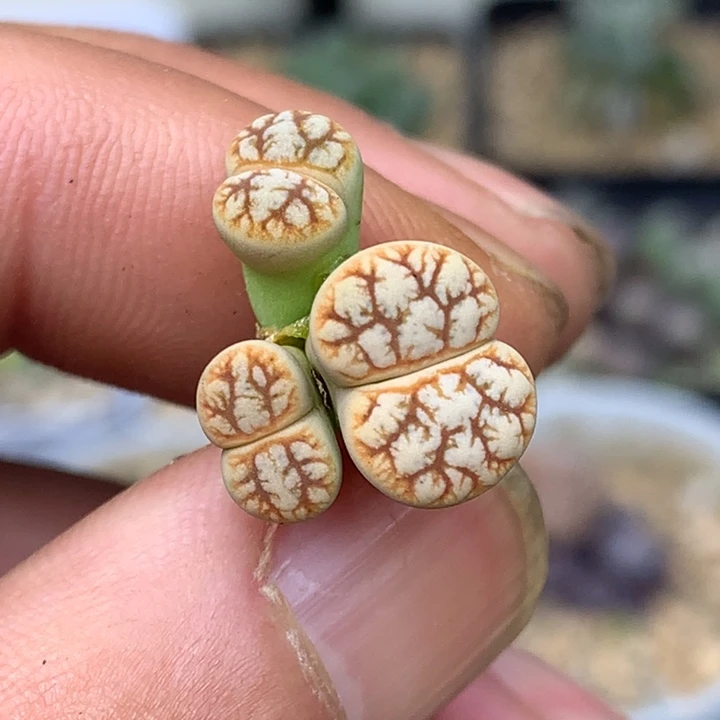 精品多肉植物大战僵尸先生们