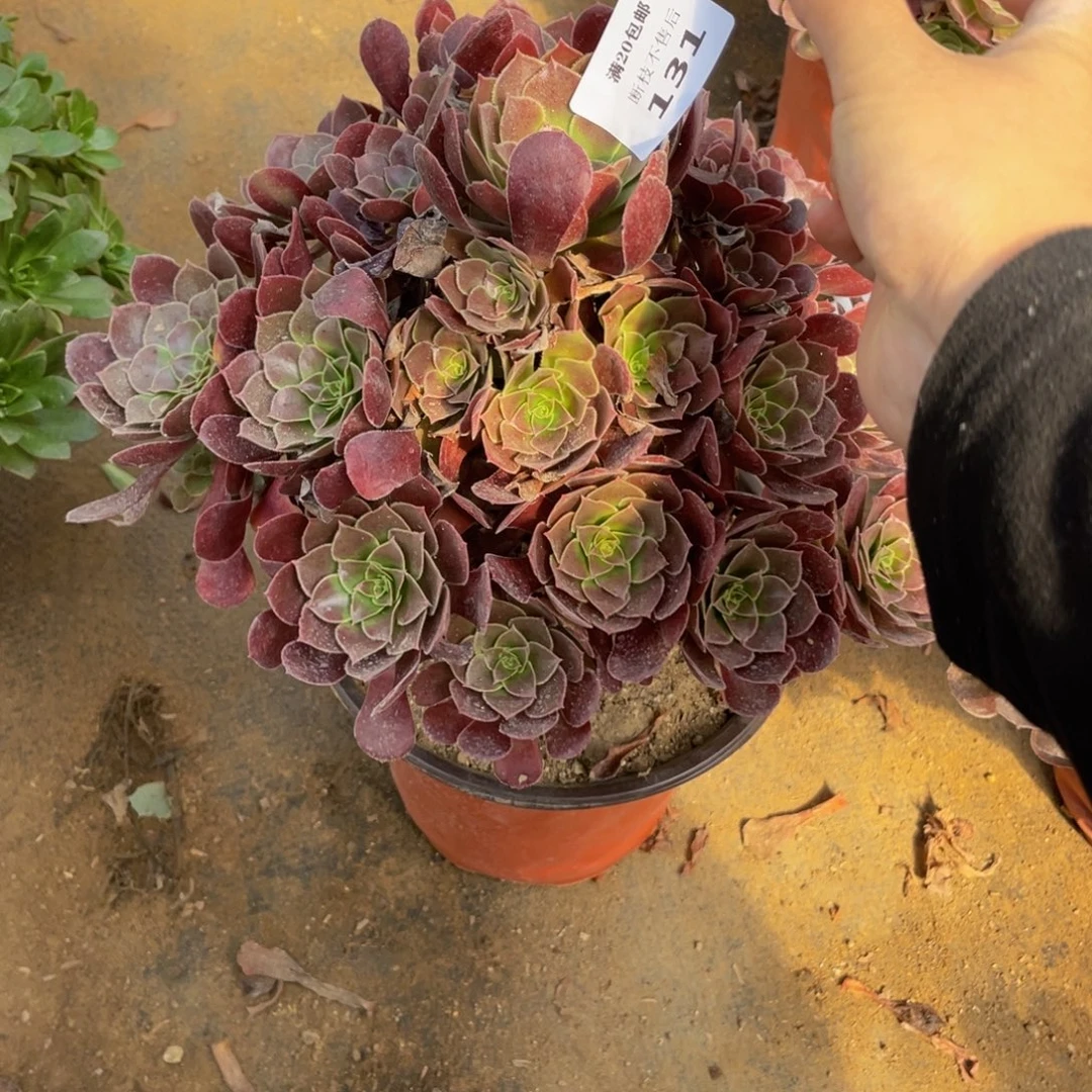 131荷兰法师多肉断枝不包