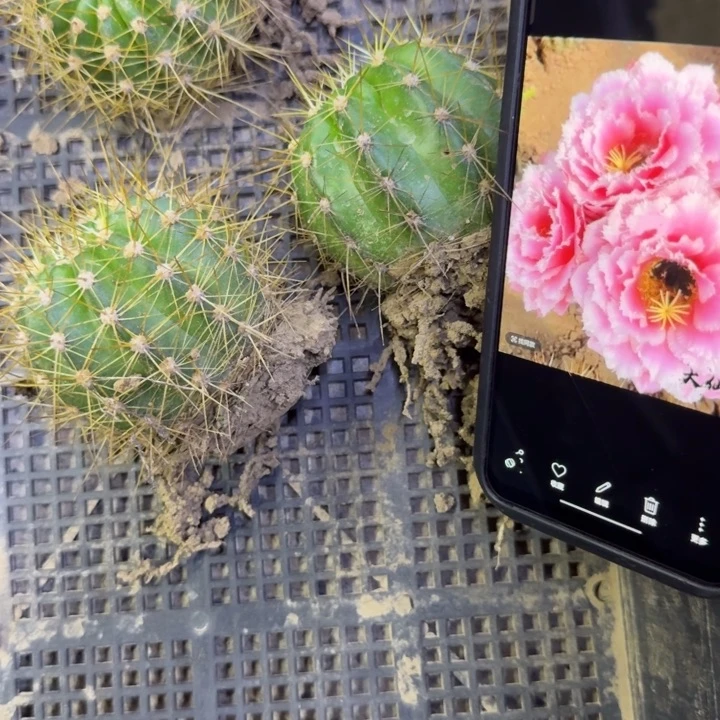 19毛花柱大仙女根5公分左右脱土发货，20包邮