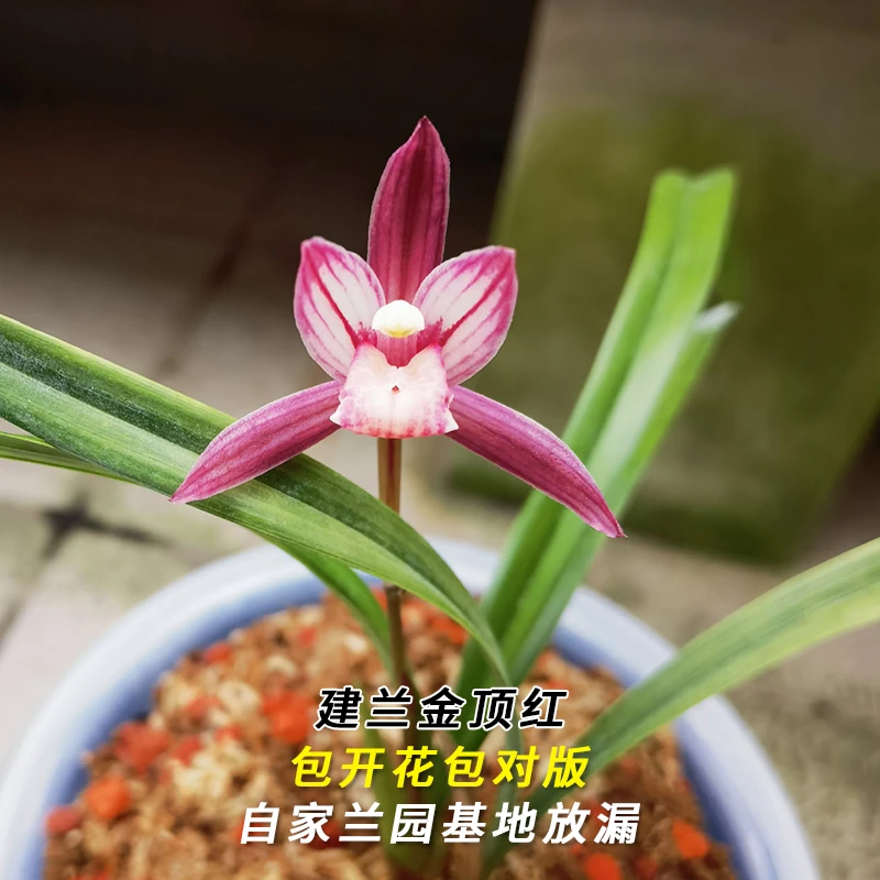 兰花直播建兰【金顶红】花卉绿植盆栽国兰草四季开花卉批发阳台盆景