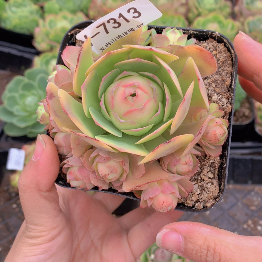 7313洛可可会掉侧芽