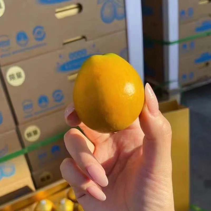 【聚农优选】广西融安-脆蜜金柑小金蛋礼盒包装（顺丰包邮）