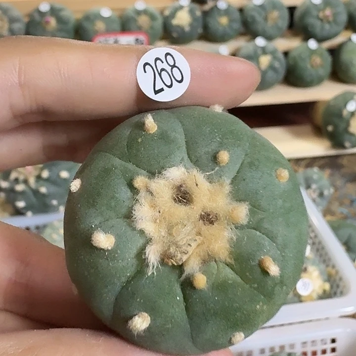 福利实生园艺观赏植物
