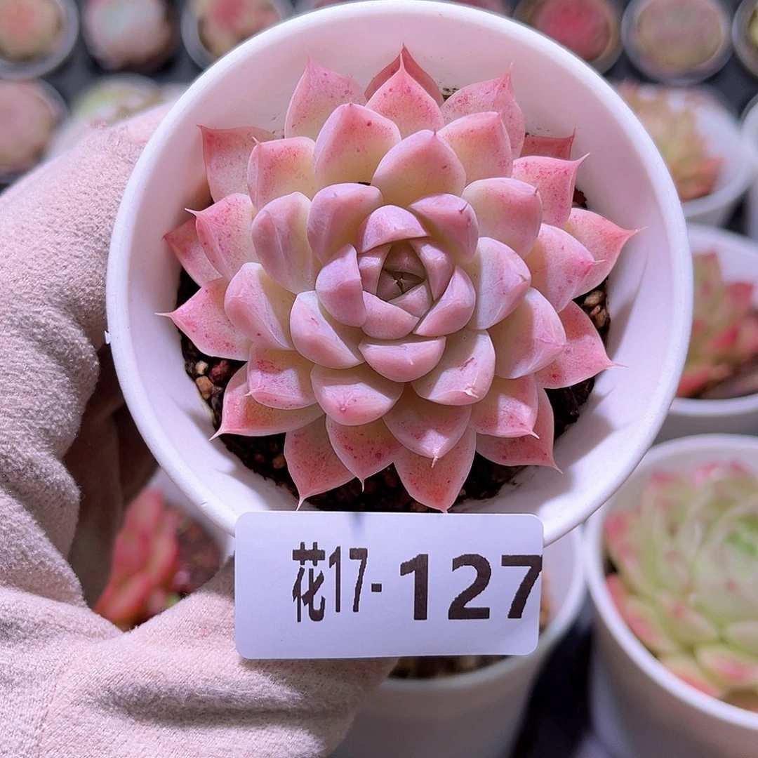 花利美17-127女王玫瑰