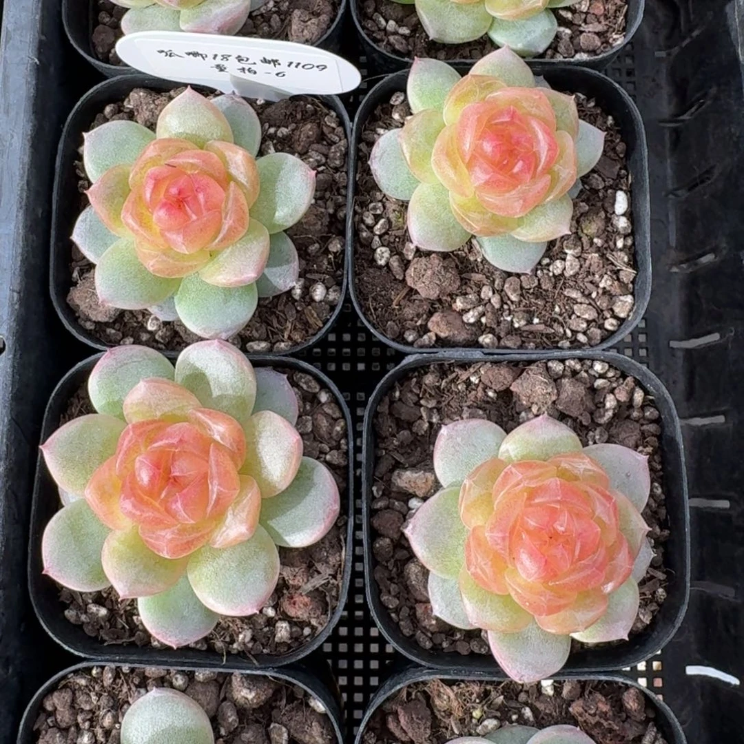 1109-6-追月单头量拍