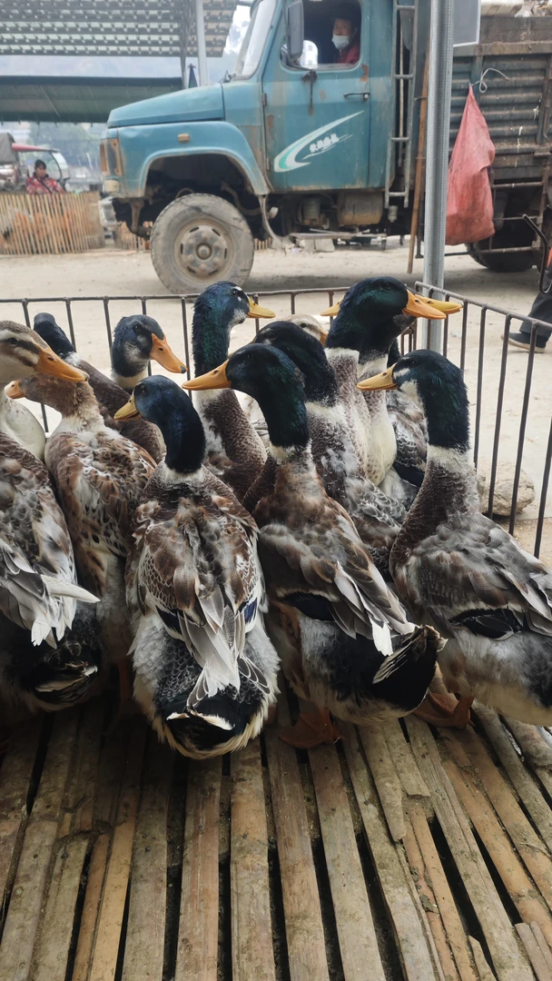 【直播间】农村家养青头鸭150天农家散养鸭1只