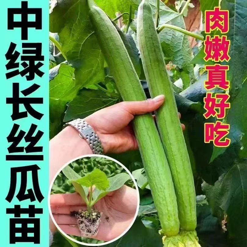 丝瓜苗早熟肉丝瓜苗长香丝瓜清香丝瓜苗阳台家庭院盆栽蔬菜丝瓜苗