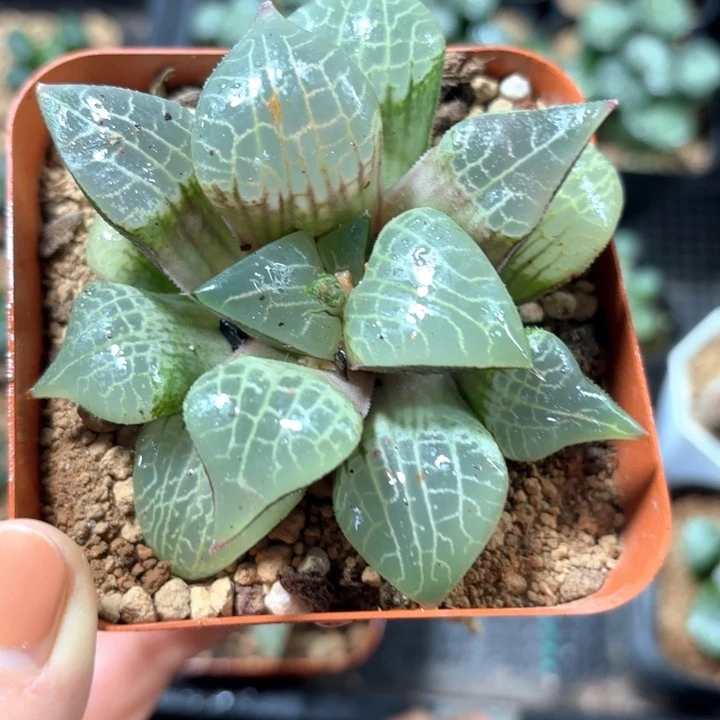 粉玻璃康平多肉植物