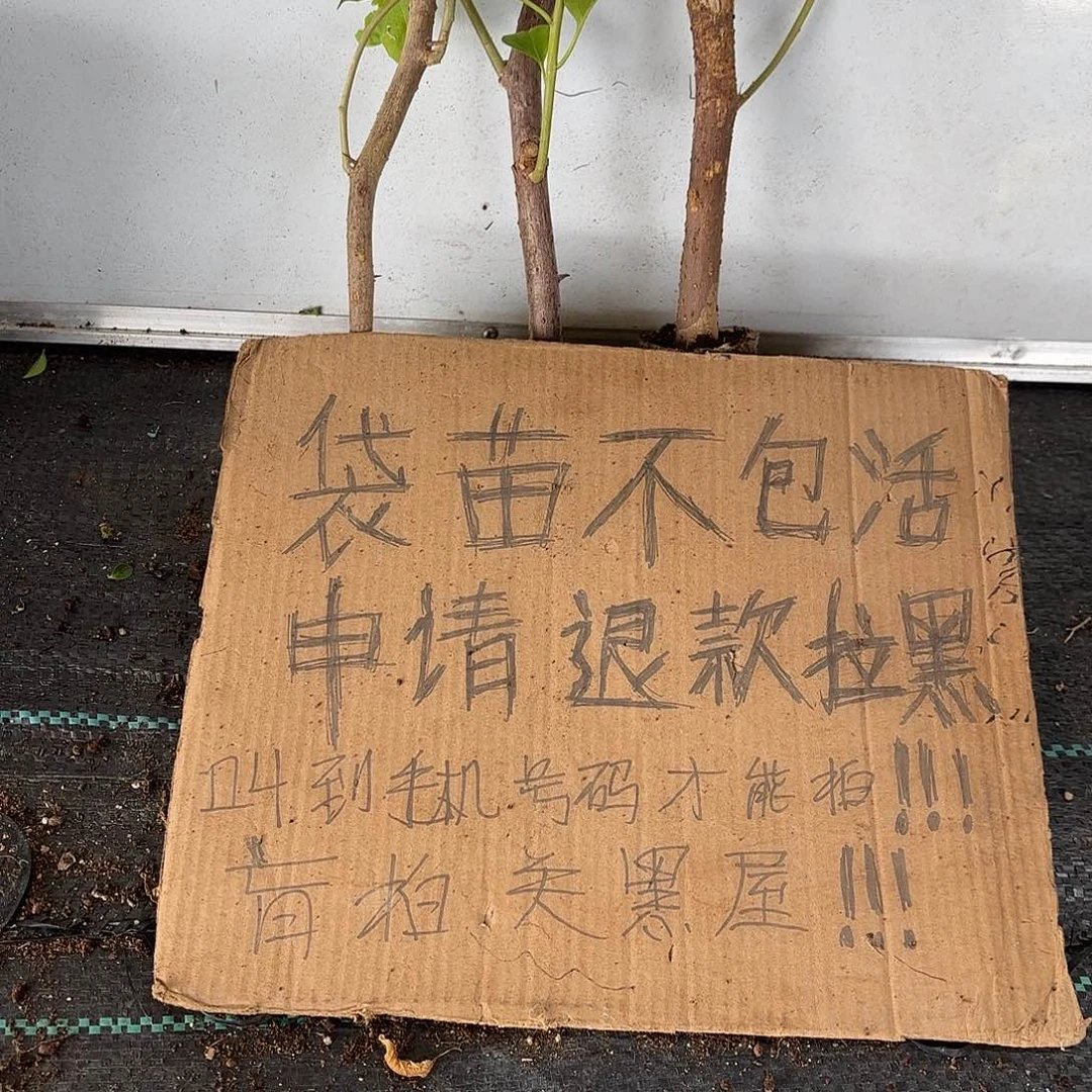 阿***庆当前无花栽培后可以开花袋苗盲盒三颗