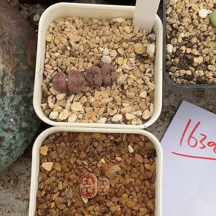 福***斧16308。   一组一组。