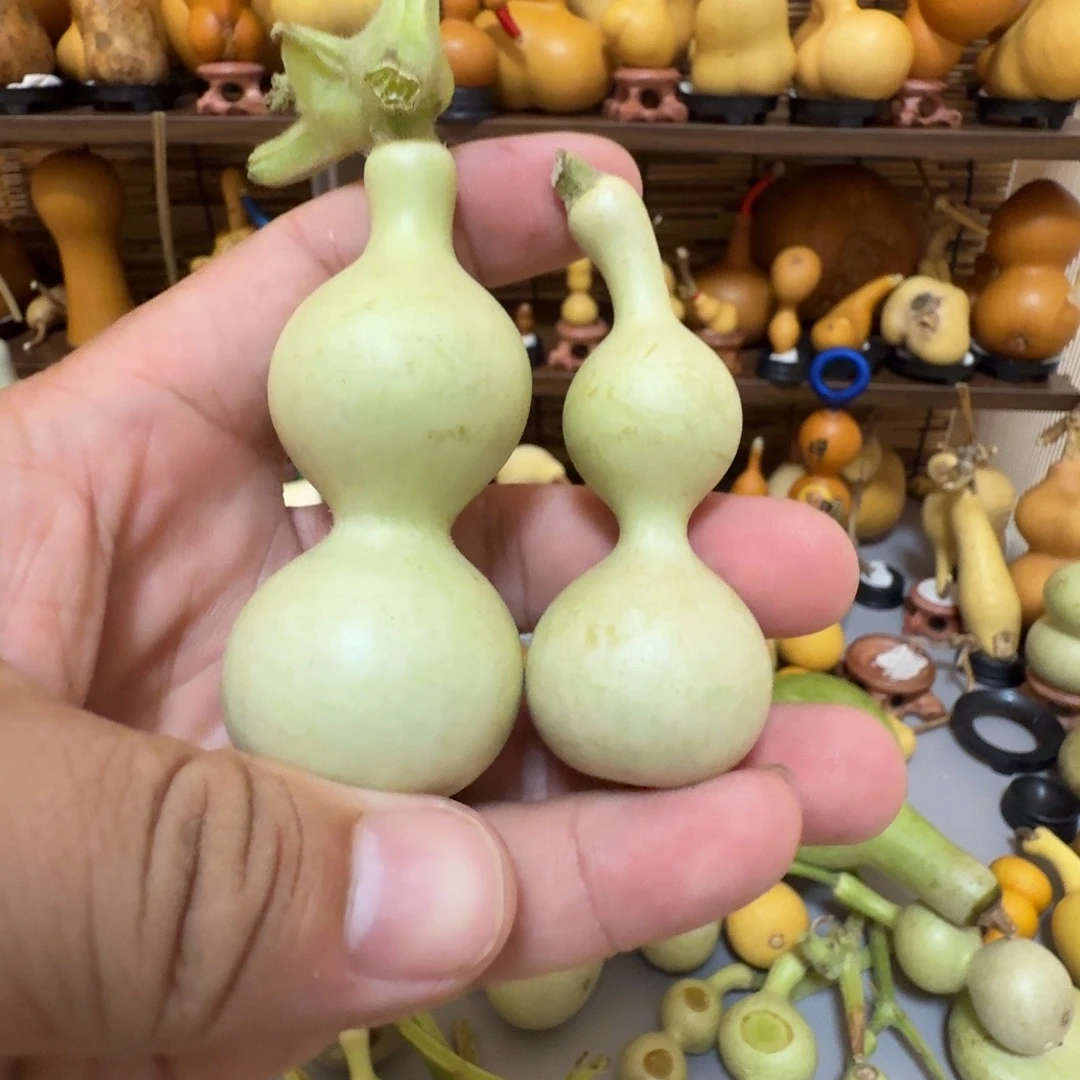 五***汪青皮八宝链接闪拍