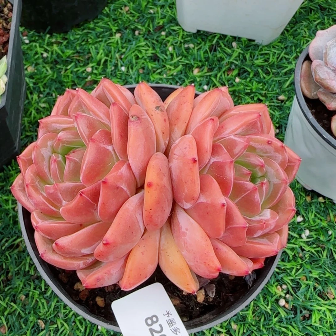 香槟，8200多肉植物