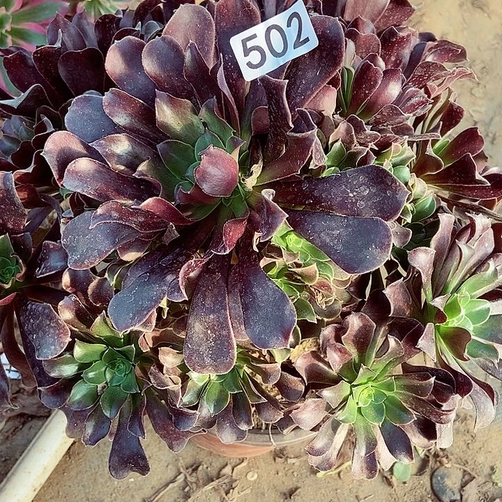 瓯紫多头玫瑰 502多肉不包断