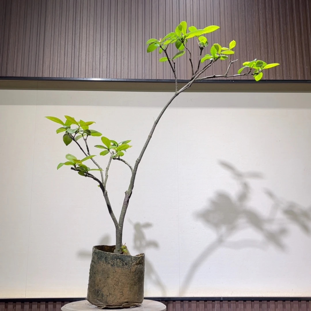 无花朵龙船花一物一拍