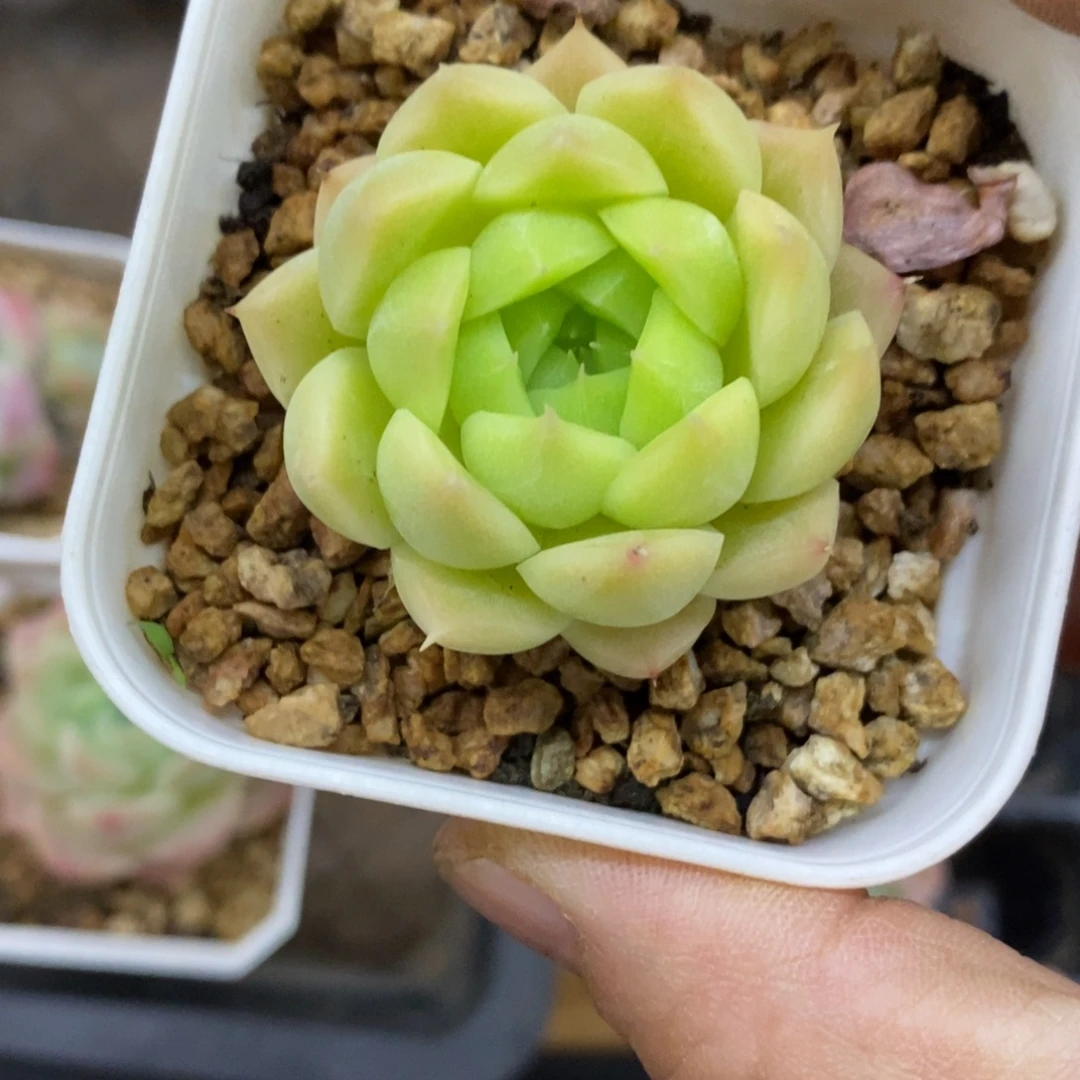 精品多肉一物一拍不包整60