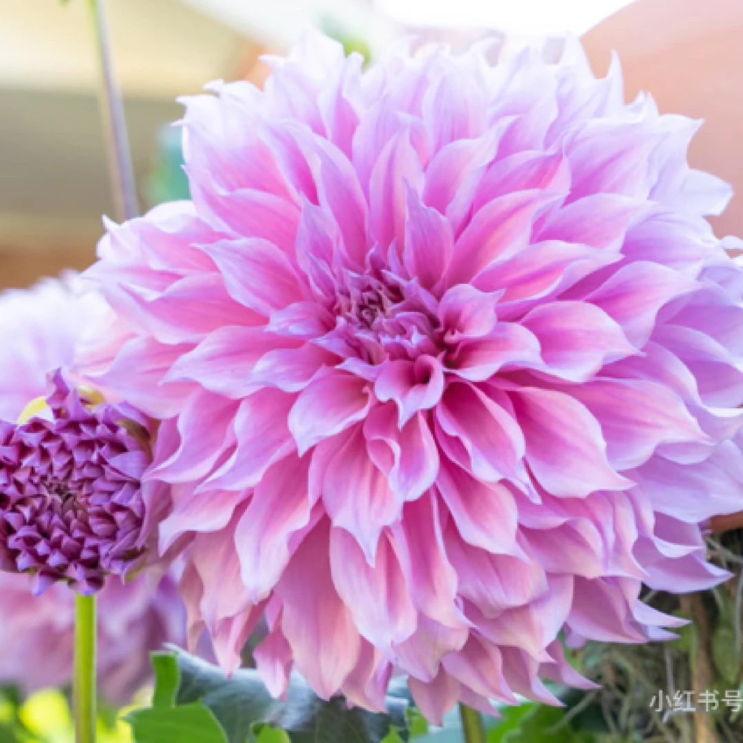 【邮递员】大丽花巨无霸大花型进口球整坨