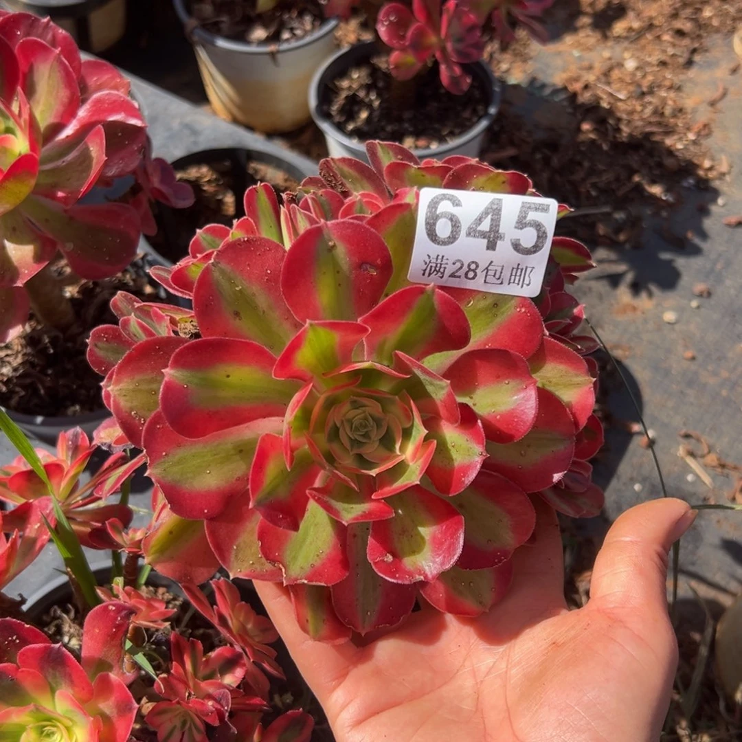 多肉植物645无售后