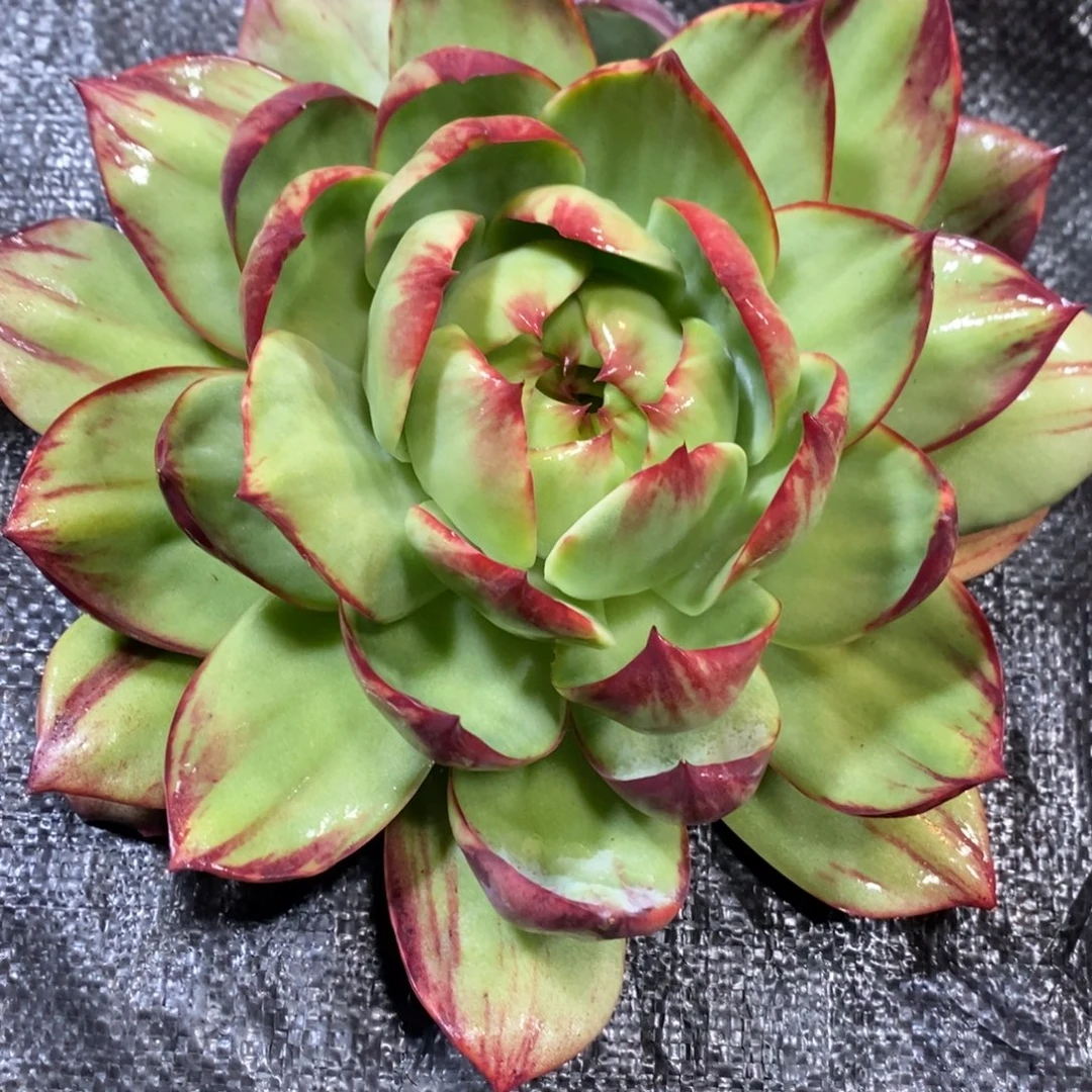 惊鸿仙子一物一拍