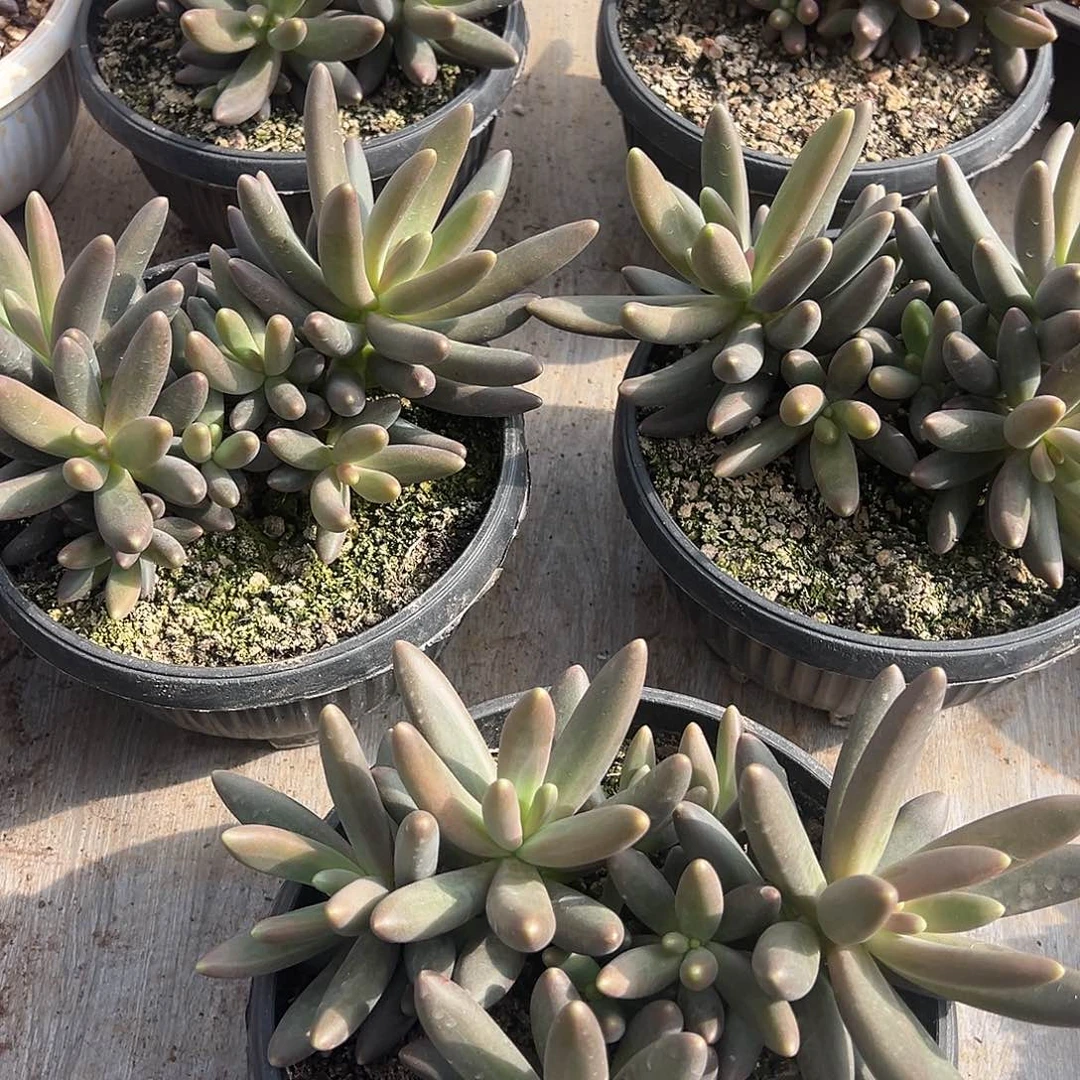 烟的花美人精控群生18厘米可挑