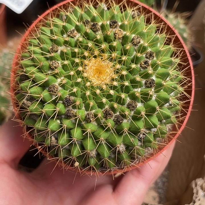 当前无花栽培后可以开花964仙人球开花植物