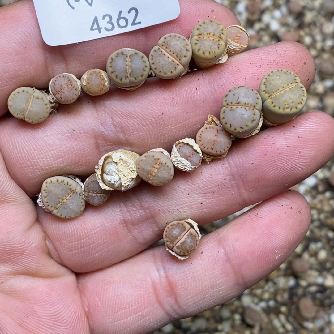 听****?4362。18包邮.当天凑哦。新疆西藏88包邮