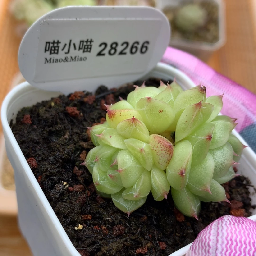 多肉植物麦秆珍妮