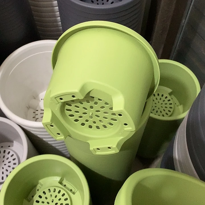 球根口17高12果绿5个