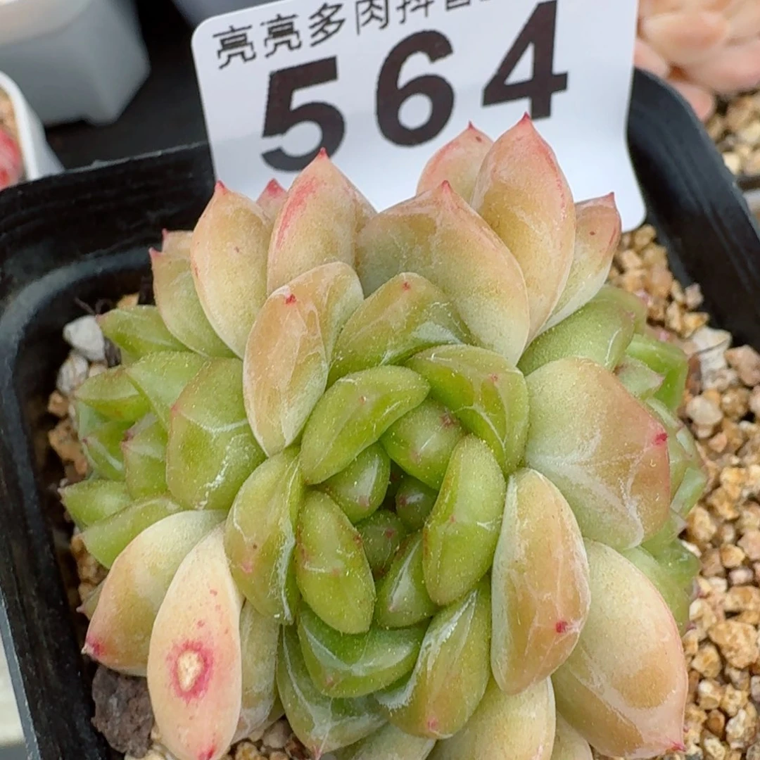 甜心         多肉植物