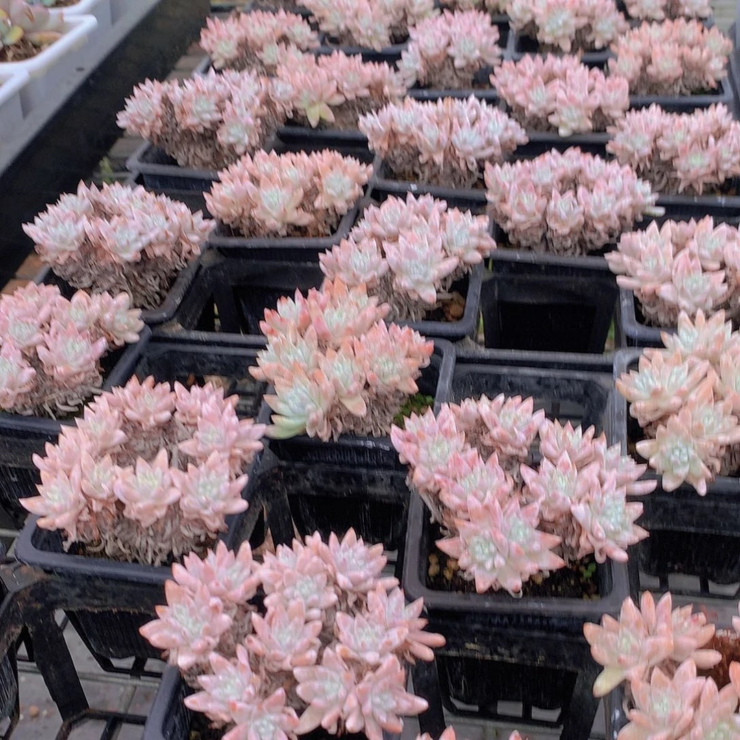 两颗白菊3567899990000