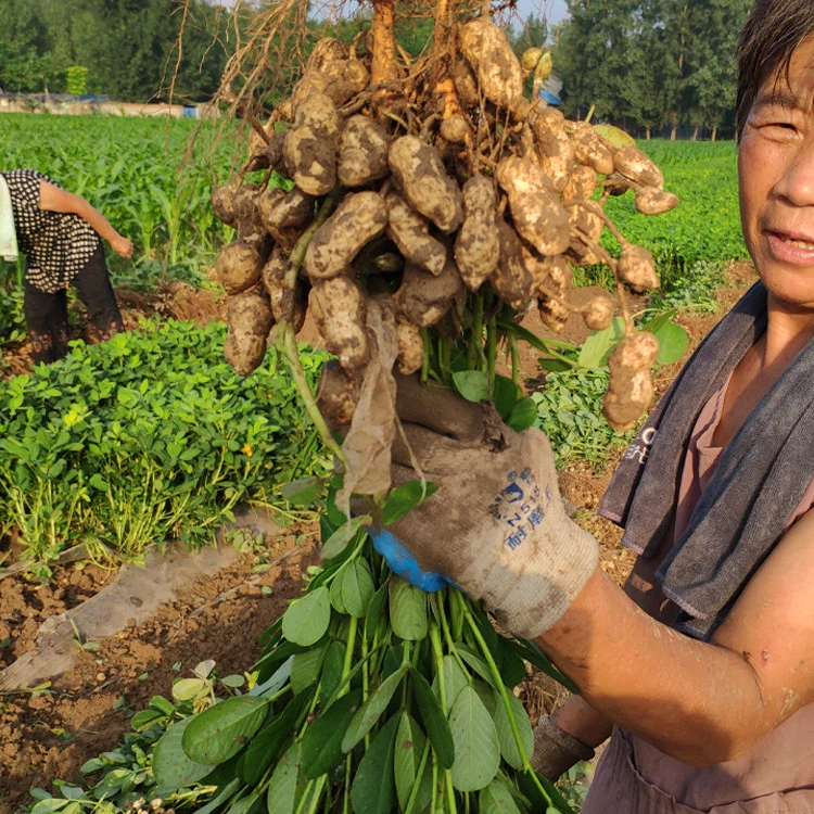 2025新鲜红皮花生带壳湿花生现挖带壳生花生带泥红皮粉皮水煮花生