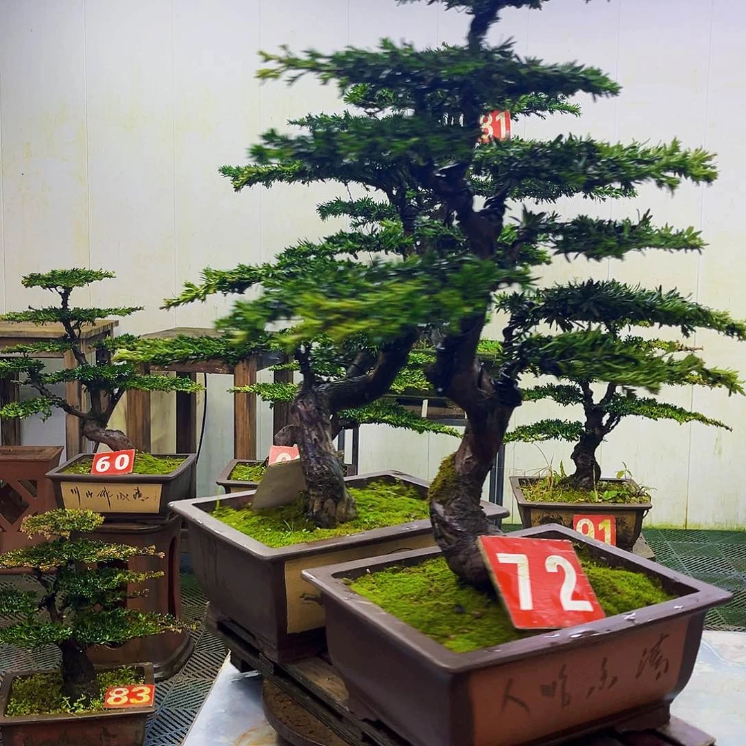 无花朵罗汉松盆景艺术