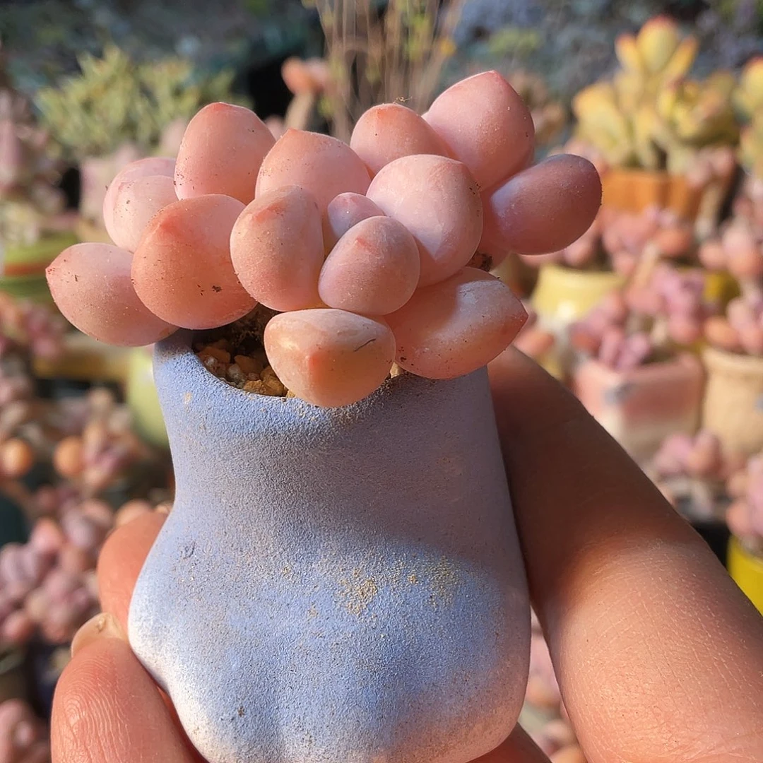 多*控多肉植物的生长发育与生长发育的