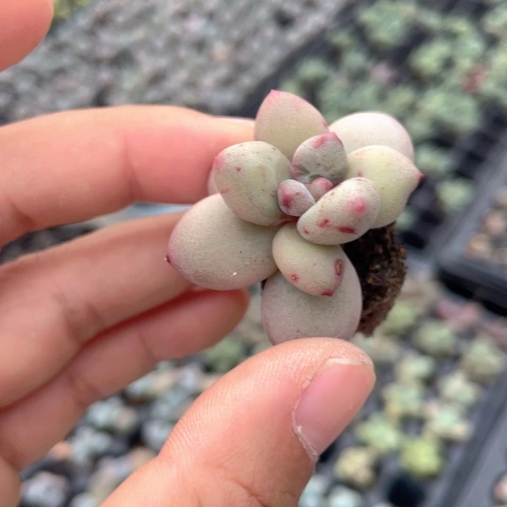 鱼**主一物一拍满18包邮