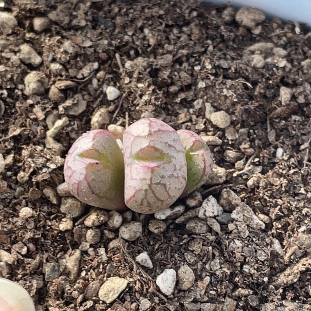 25-92送奶杂多肉植物