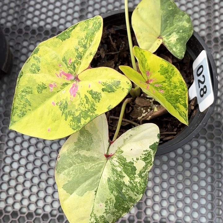 28-0211月亮宝石彩叶芋广东现货