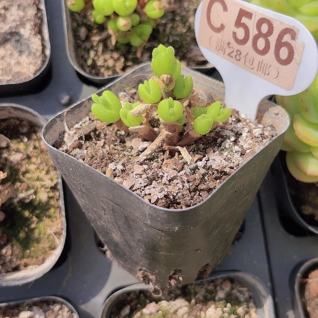 C586短耳兔一物一拍