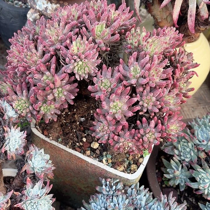 用****5仙女杯多肉植物盆栽