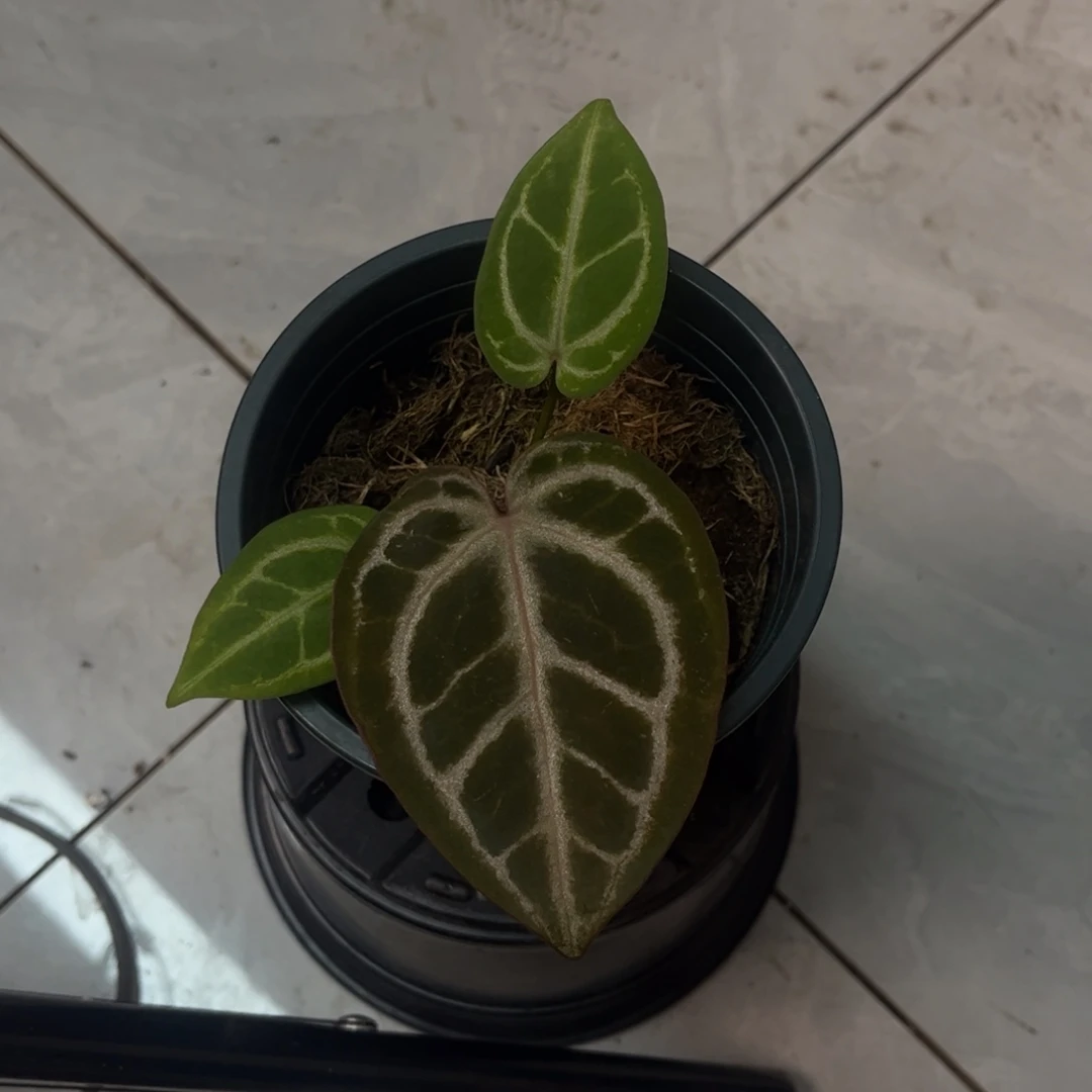 不开花植物红水晶杂小钻石699