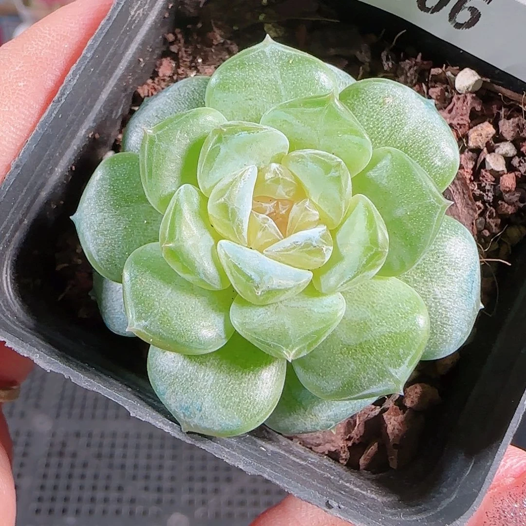 0727---106初夏糖心珍妮
