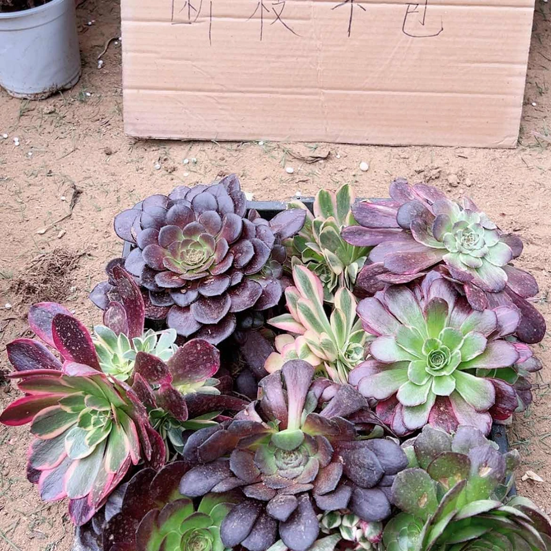 【闪购商品】套餐10颗多肉植物随机发货
