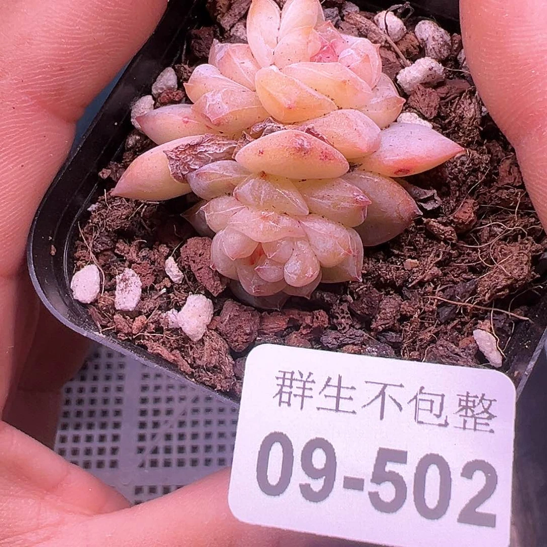 小卡拉米糖心一物一拍8-502