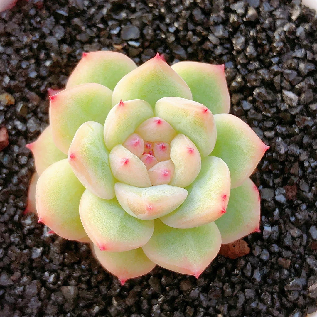 多肉植物   单头寒绯一颗嫌小慎拍（尺寸2-3左右）满28包邮除偏远