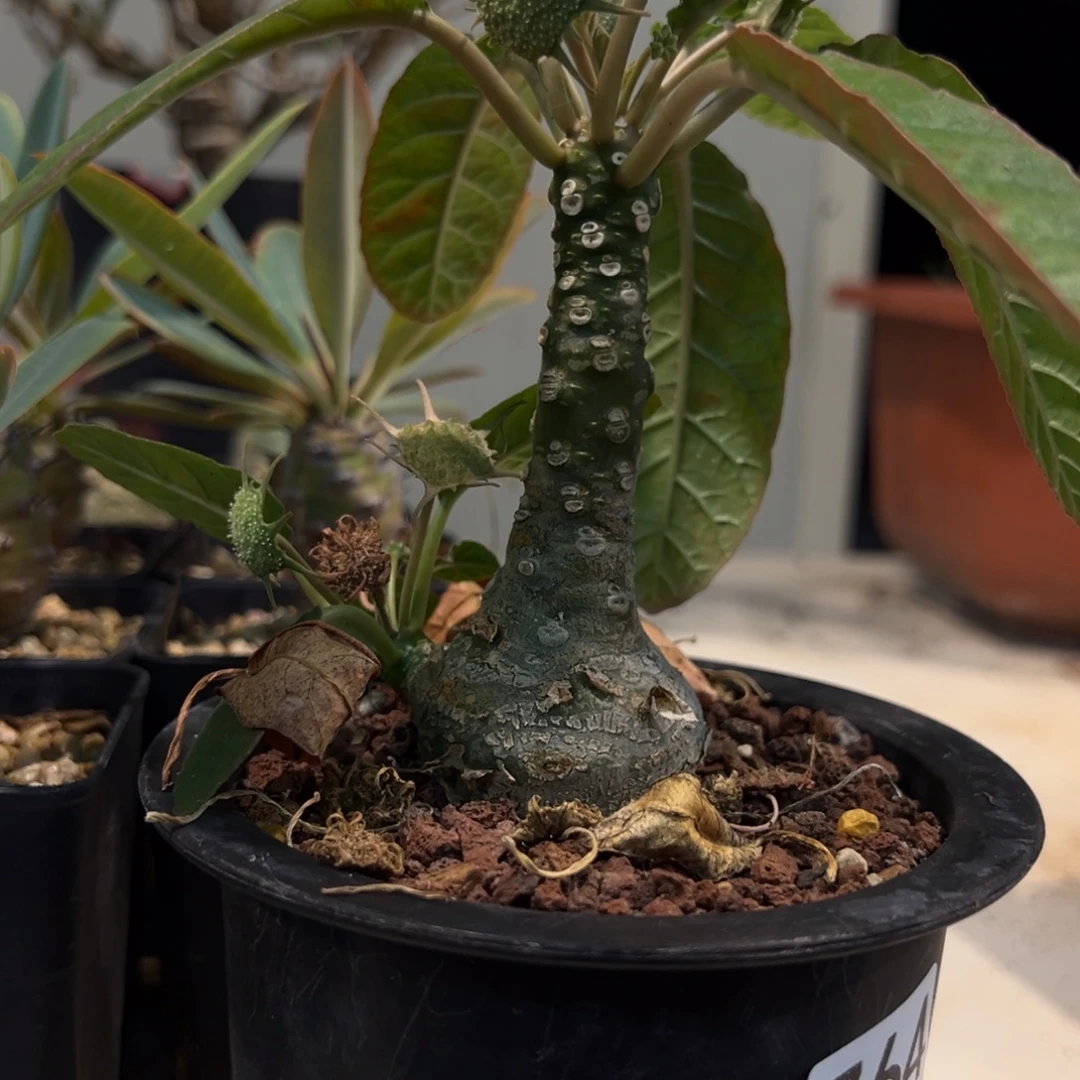 764硫桑脱土发货植物