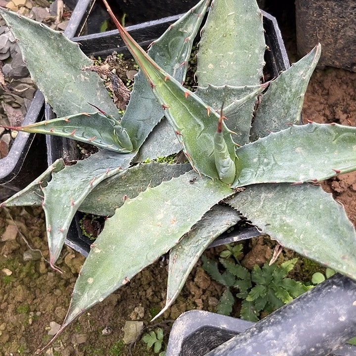 灰皮蒙塔纳2棵3457899