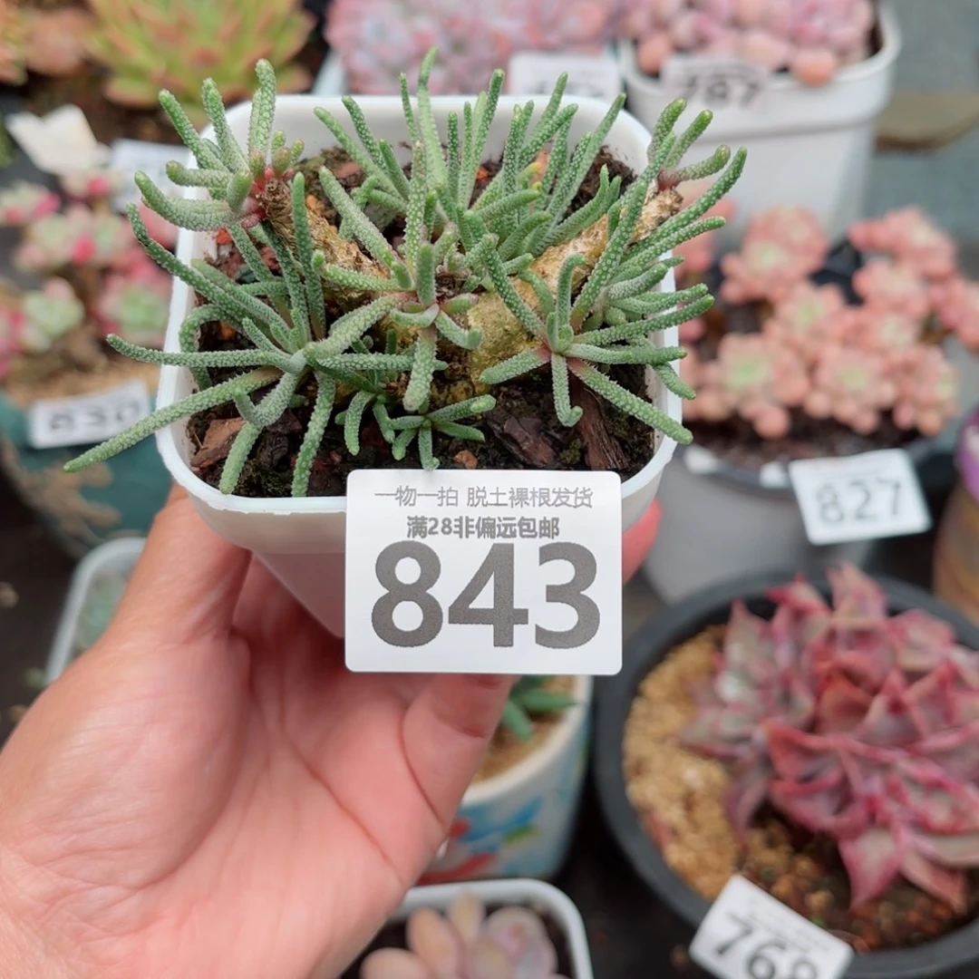 天赐整桩无盆土发货