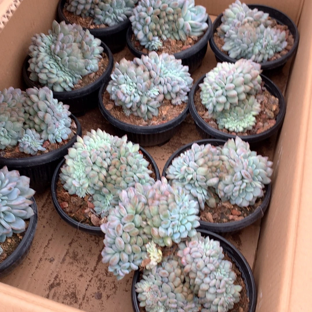 小叶星影缀化随机（侧切）不拍冷链不售后