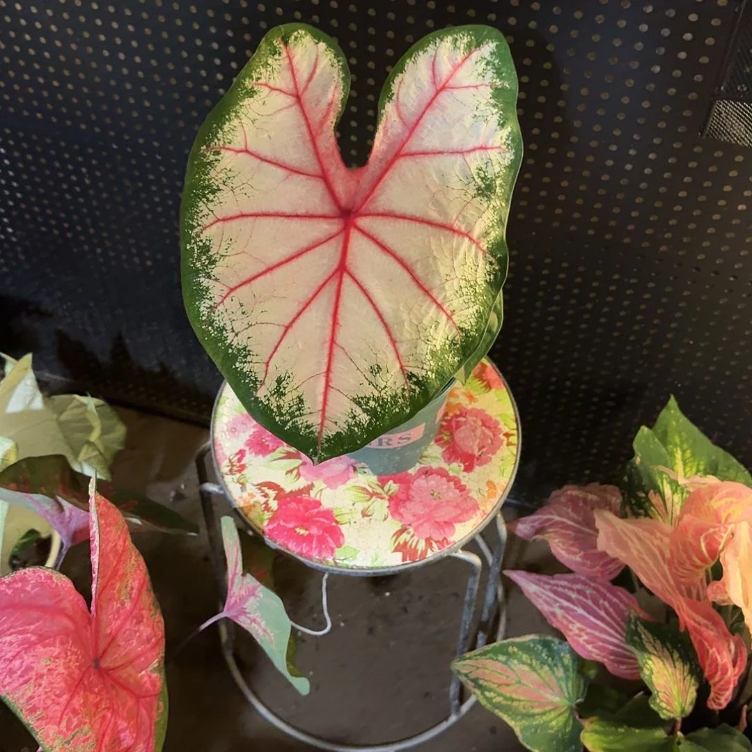 N***。完全开放苹果花进口