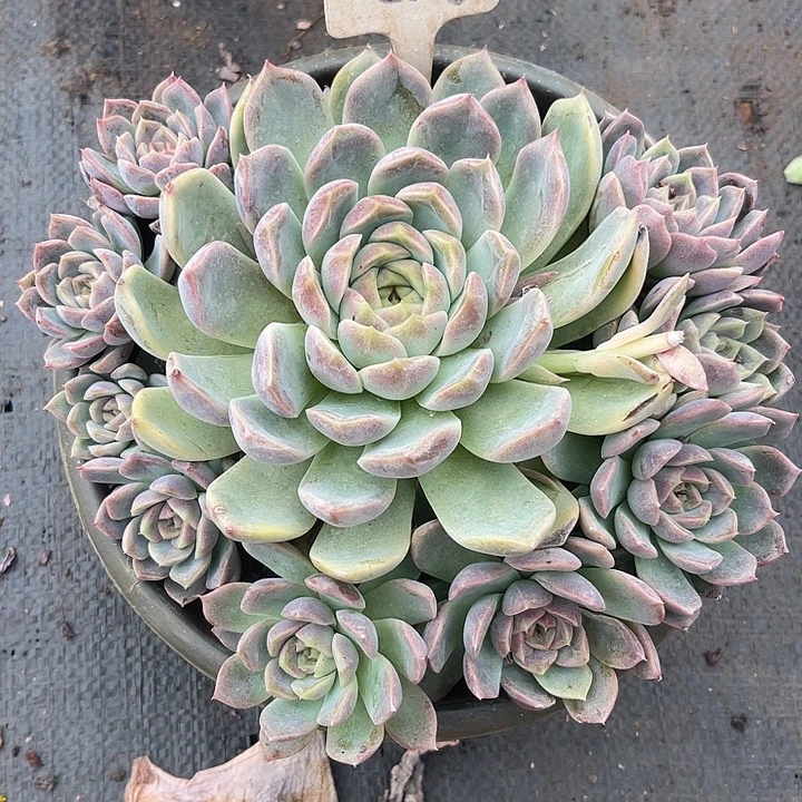 晨语多肉，一物一拍杂交618